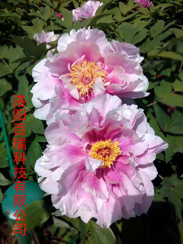 1587021297791313.png 圖片7.png